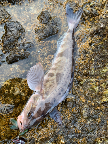 ホッケの釣果