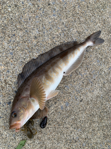 ホッケの釣果