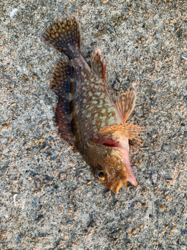 アラカブの釣果