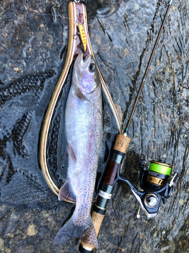 ニジマスの釣果