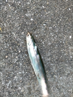 カタクチイワシの釣果