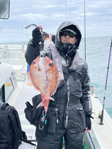 マダイの釣果