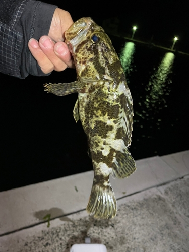 タケノコメバルの釣果