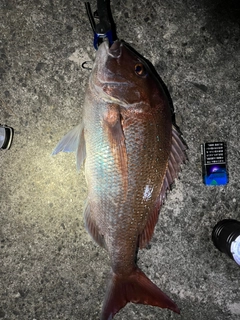 マダイの釣果