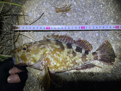 カサゴの釣果