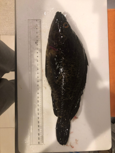 タケノコメバルの釣果