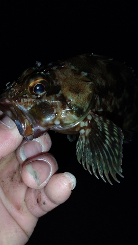 ガシラの釣果