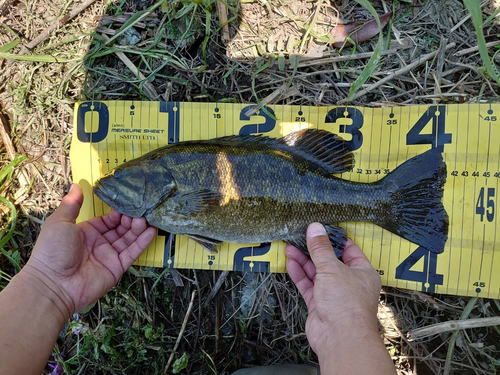 スモールマウスバスの釣果