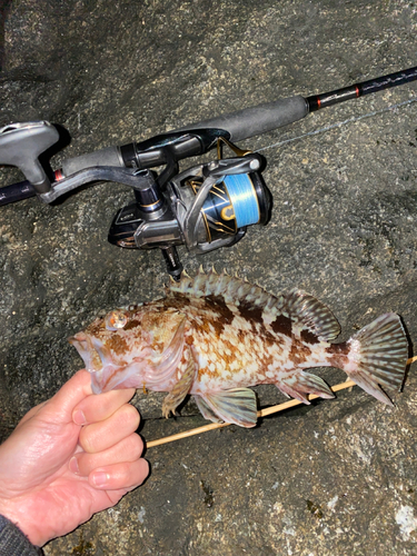 カサゴの釣果