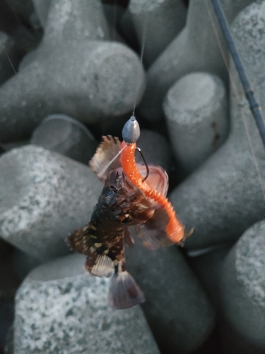 カサゴの釣果