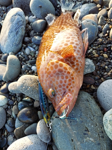 オオモンハタの釣果