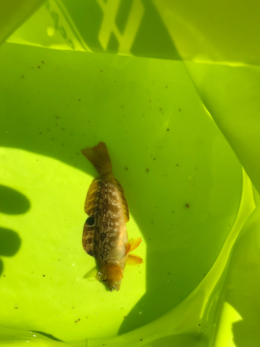 アイナメの釣果