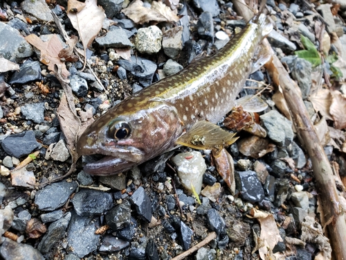 イワナの釣果