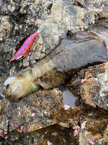 アオリイカの釣果