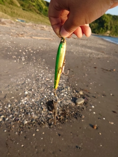 フグの釣果