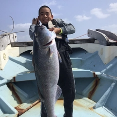 アオチビキの釣果