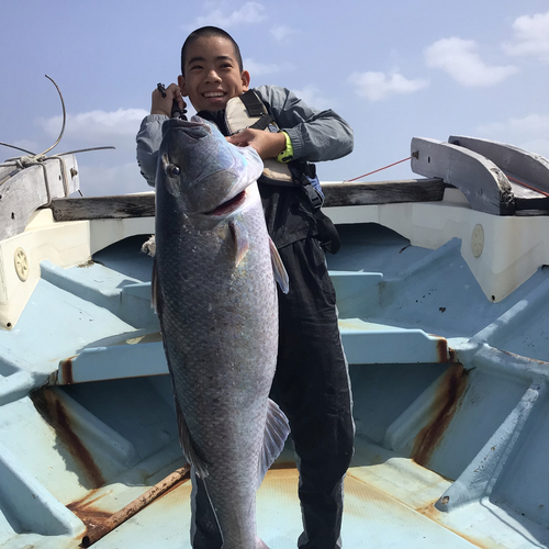 アオチビキの釣果