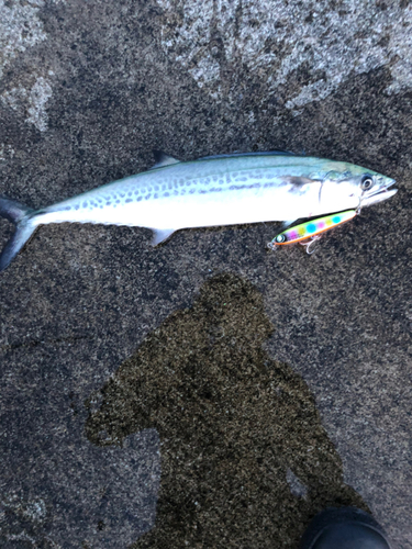 サゴシの釣果