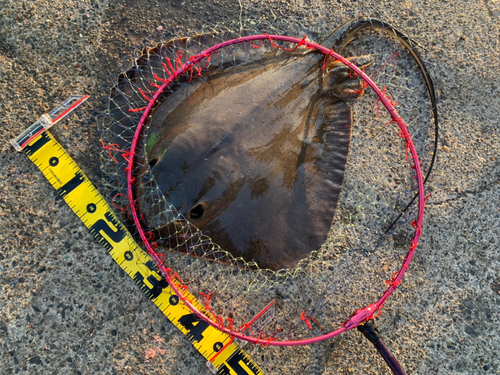 アカエイの釣果