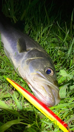 シーバスの釣果