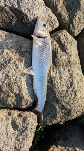 ニゴイの釣果