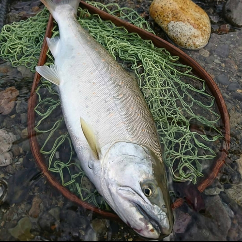 アマゴの釣果