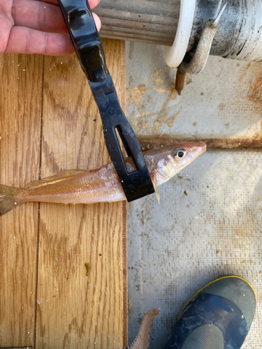 シロギスの釣果