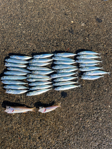 サバの釣果