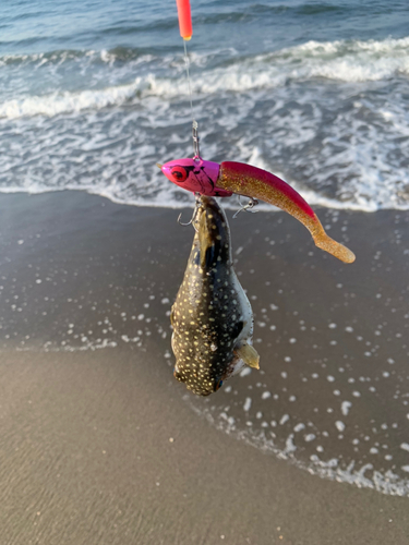 クサフグの釣果