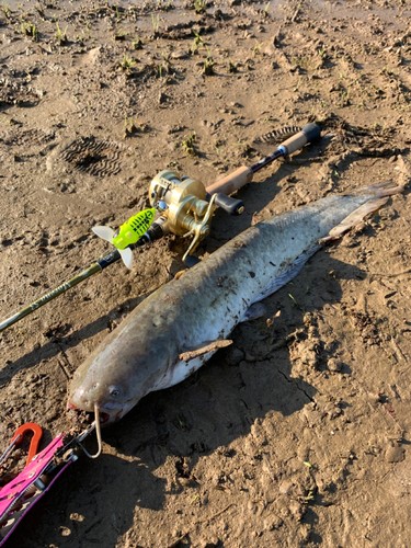 ナマズの釣果