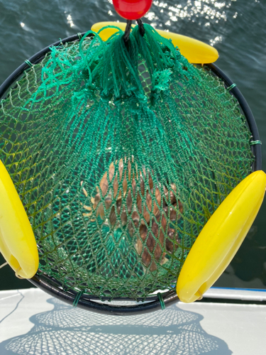 コウイカの釣果