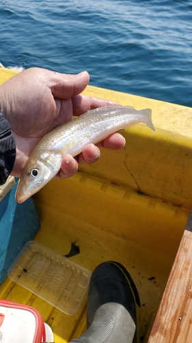 キスの釣果