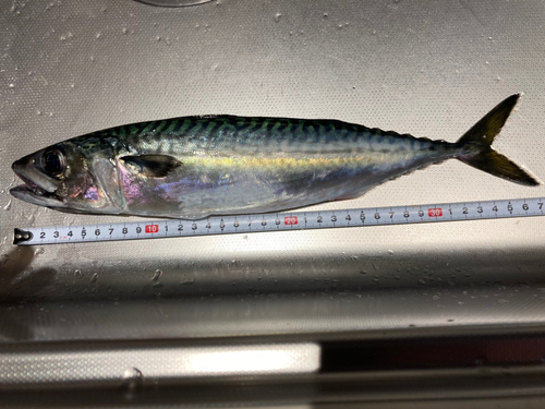 サバの釣果