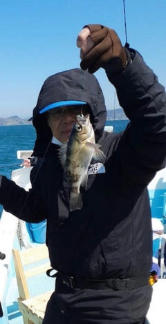 クロメバルの釣果