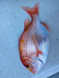 レンコダイの釣果