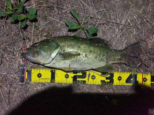 ブラックバスの釣果