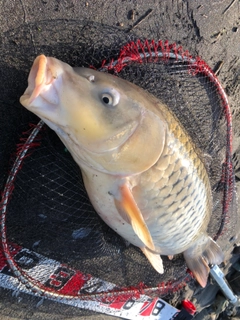 コイの釣果