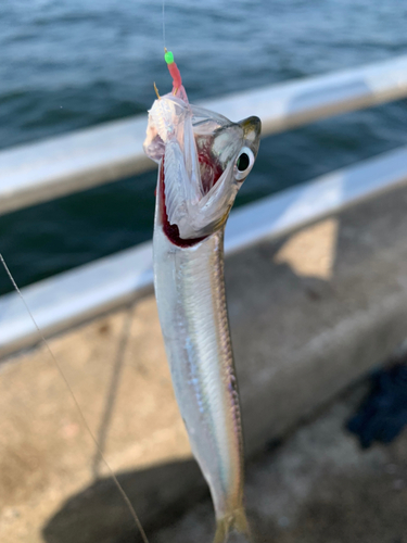 カタクチイワシの釣果