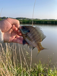 ブルーギルの釣果