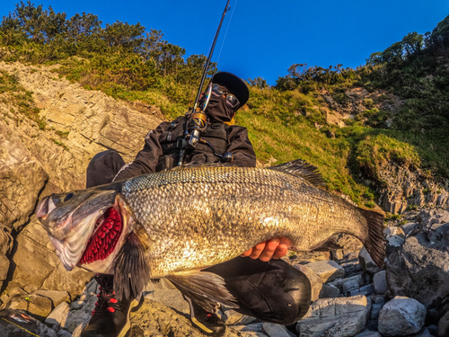 ヒラスズキの釣果