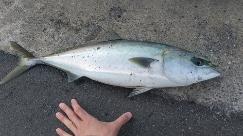 ハマチの釣果