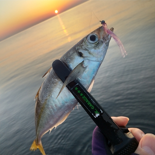 マアジの釣果