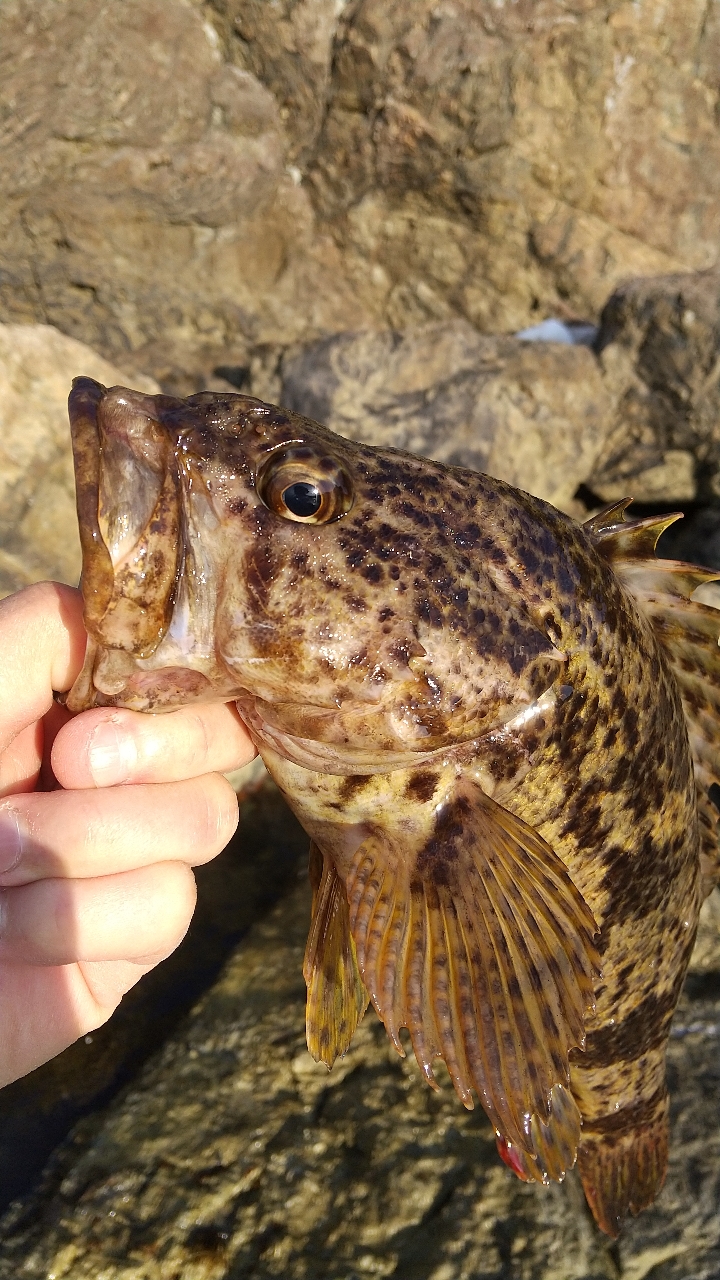 タケノコメバル