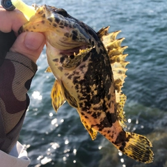 タケノコメバルの釣果