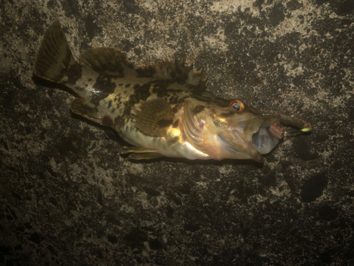 タケノコメバルの釣果