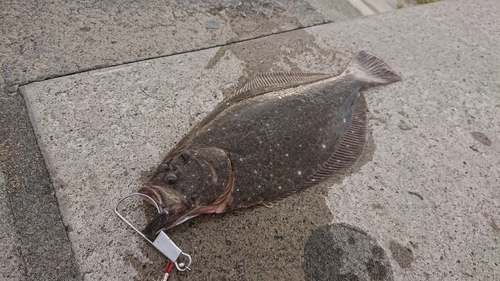 ヒラメの釣果