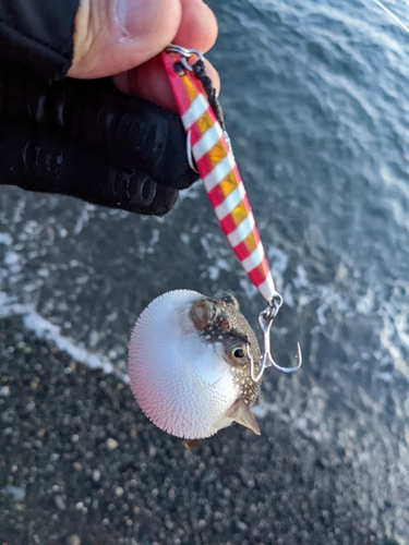 オオモンハタの釣果