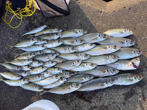 アジの釣果