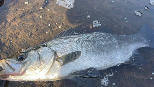 ヒラスズキの釣果