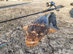 マゴチの釣果